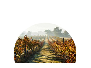  WA Wine Regions icon