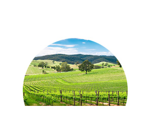  SA Wine Regions icon